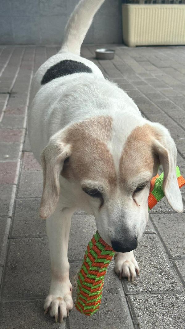 BALOO MINI BEAGLE Foto 7